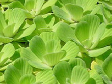 AQUATICA rośliny wodne lilie producent eksporter w Polsce
